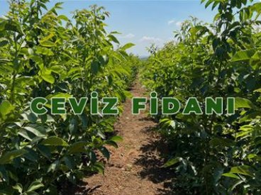 Ceviz Fidanı Meyvesinin İnsana Sağladığı Faydalar 