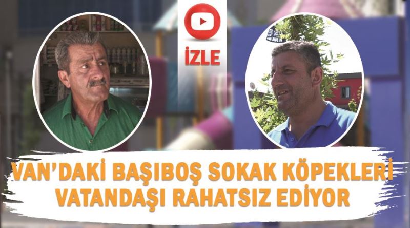 Van’daki başıboş Sokak köpekleri vatandaşı rahatsız ediyor