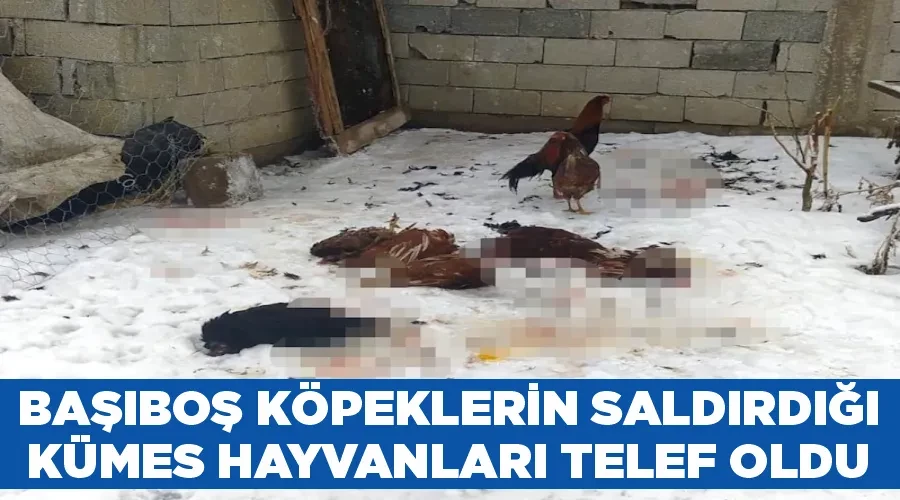 Başıboş köpeklerin saldırdığı kümes hayvanları telef oldu