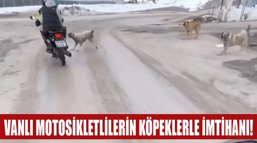 Vanlı motosikletlilerin köpeklerle imtihanı!