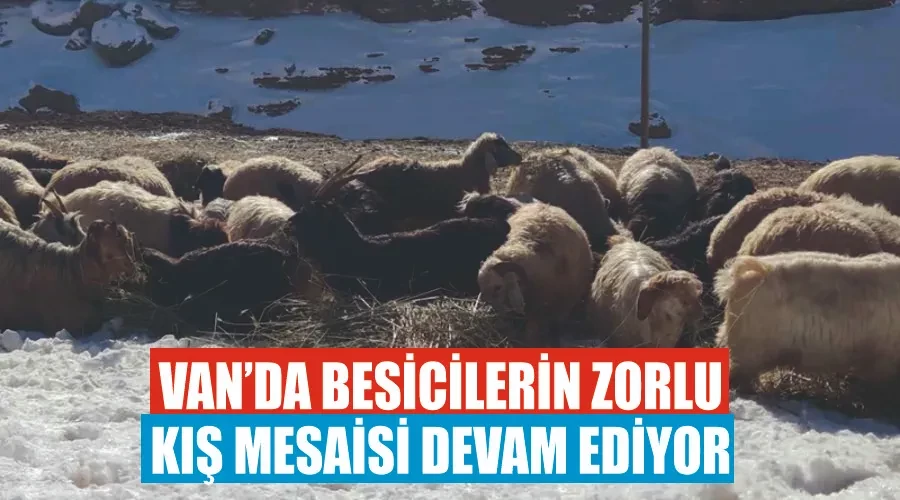 Van’da besicilerin zorlu kış mesaisi devam ediyor