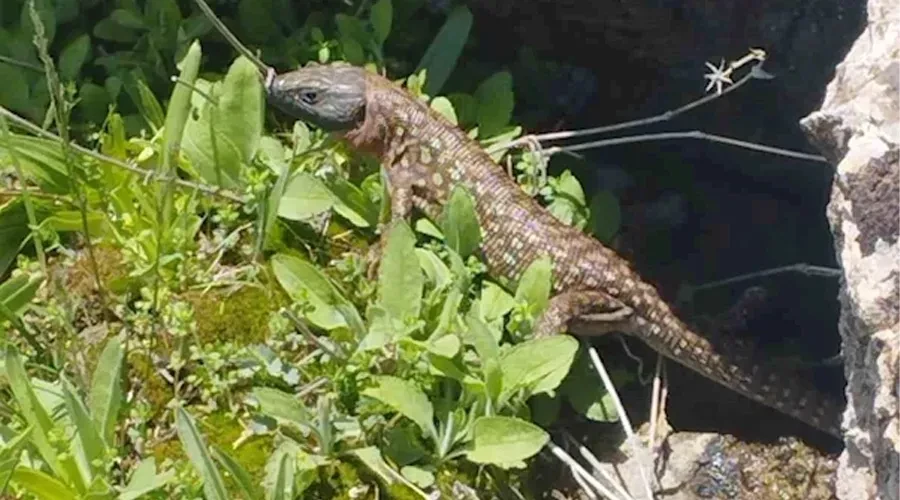 Yüksekova’da sarı benekli semender görüldü