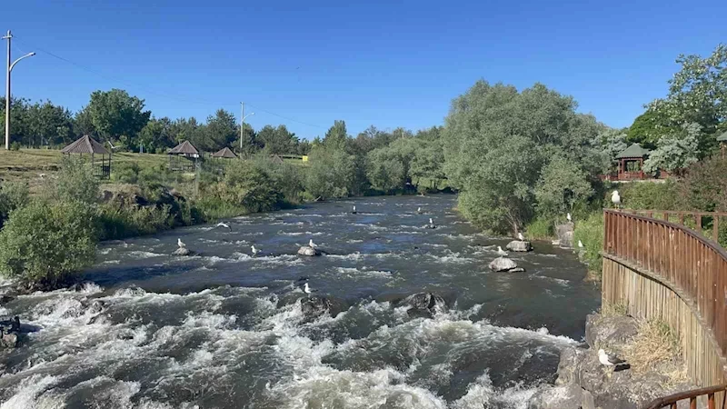 Van Gölü’nde martıların inci kefali avı