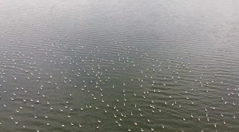 Erçek Gölü’nün narin misafirleri flamingolar gelmeye başladı